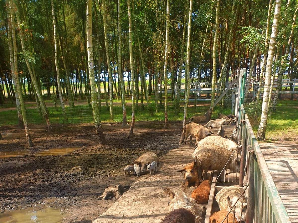 Osrodek Agroturystyczny Zacisze Villa Giewartów Dış mekan fotoğraf